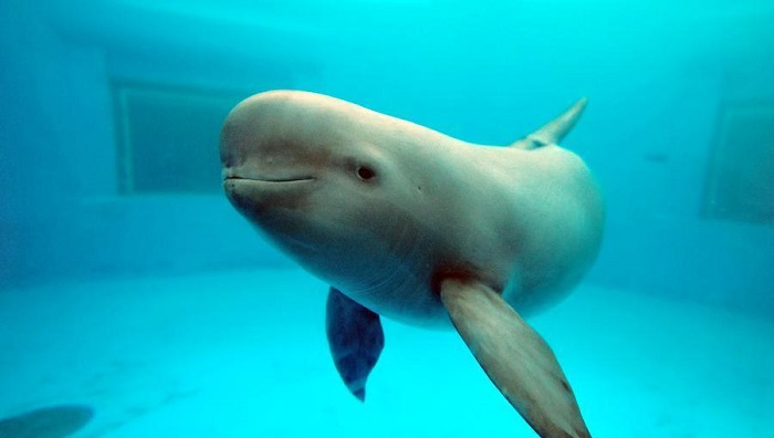 The world`s smallest porpoise is in trouble